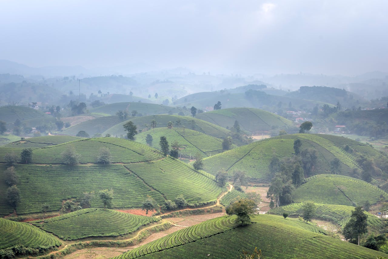 Sapa Tea Fields